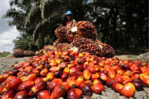 Firm CPO prices keep sector positive
