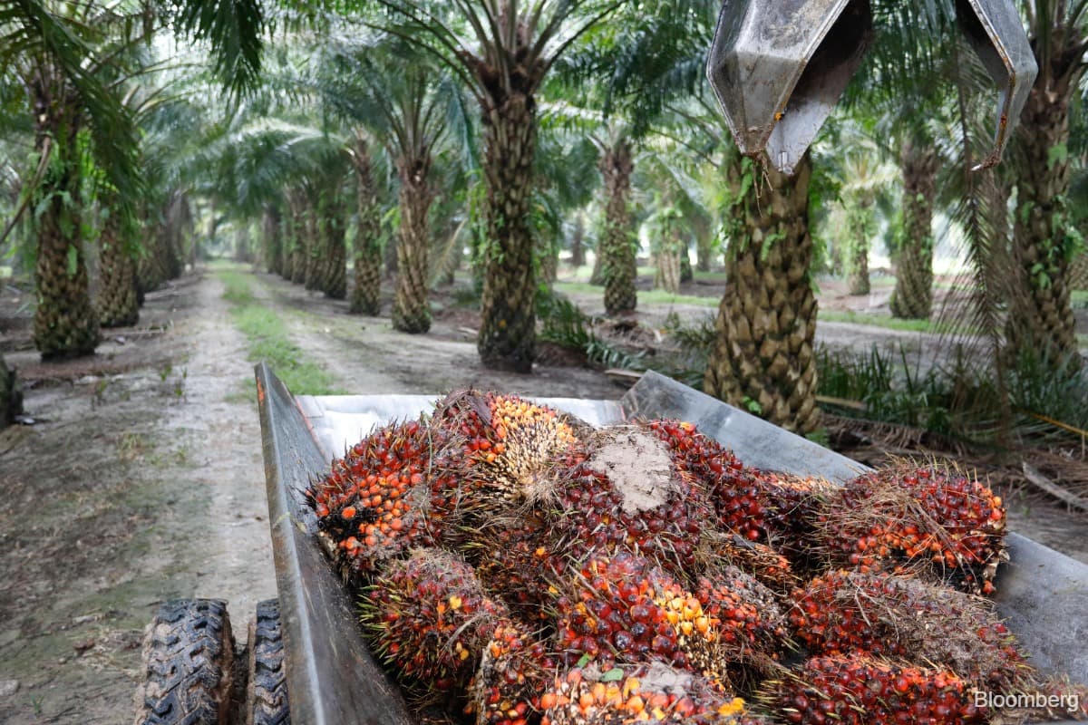 Too early to call top on plantation stocks, Kenanga stays ‘overweight’