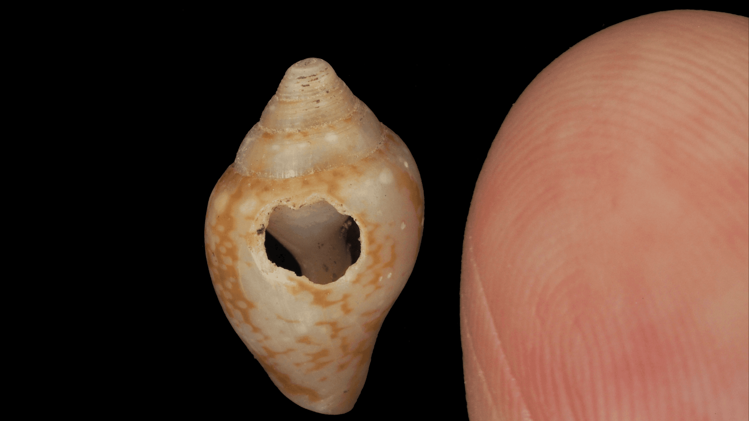 Neanderthals and modern humans may have shared culture 59,000 years ago in Turkey, study finds - Live Science