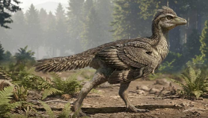 New Jurassic Fossil Reveals How Birds Lost Their Dinosaur Tails - Sci.News
