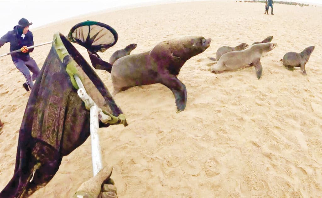 Strangled by Plastic: The Silent Struggle of Seals
