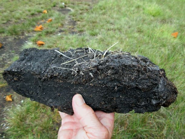 Arctic Peatlands Expanding