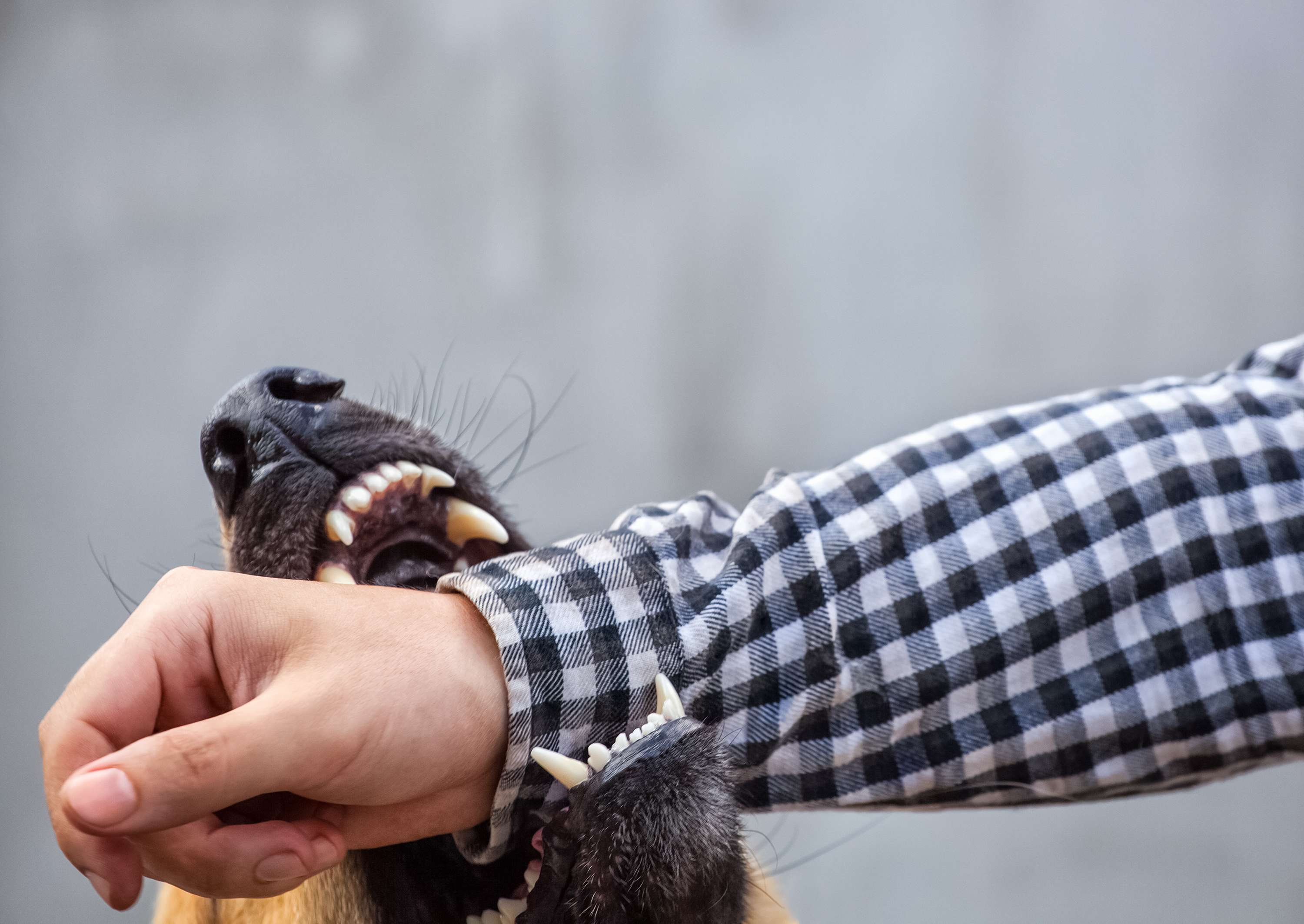 Health unit looking to ID dog involved in St. Marys bite incident