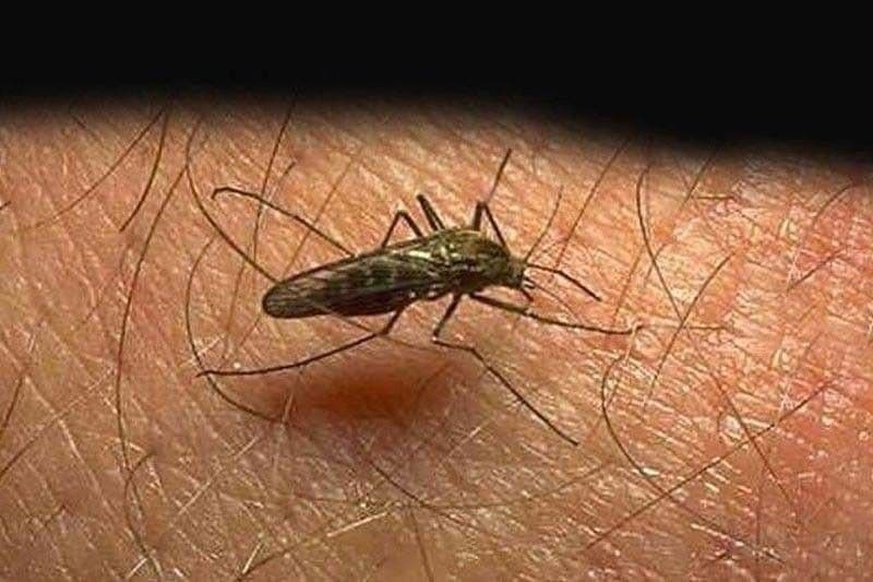 Chikungunya outbreak reported in Samar