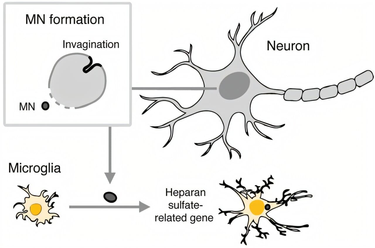 New insights into neuron-microglia interactions during brain aging