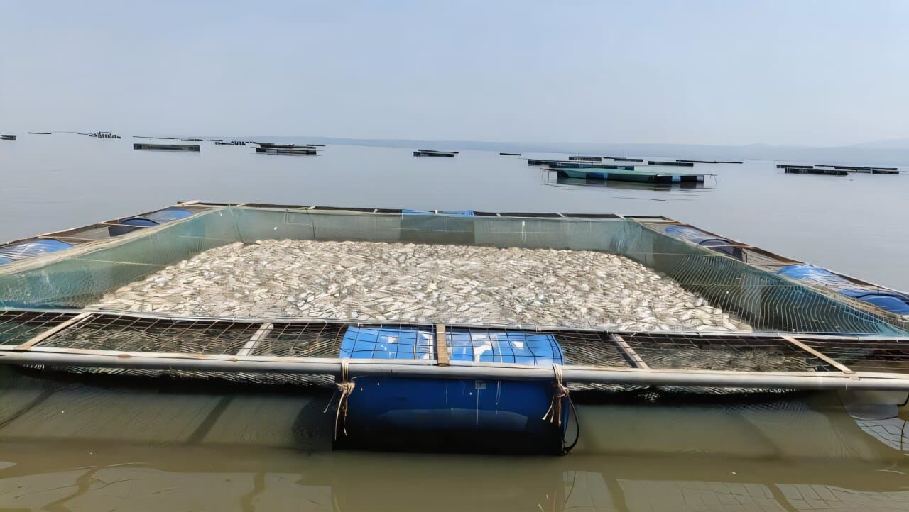 New sensors capture warning signs before fish deaths in Lake Victoria