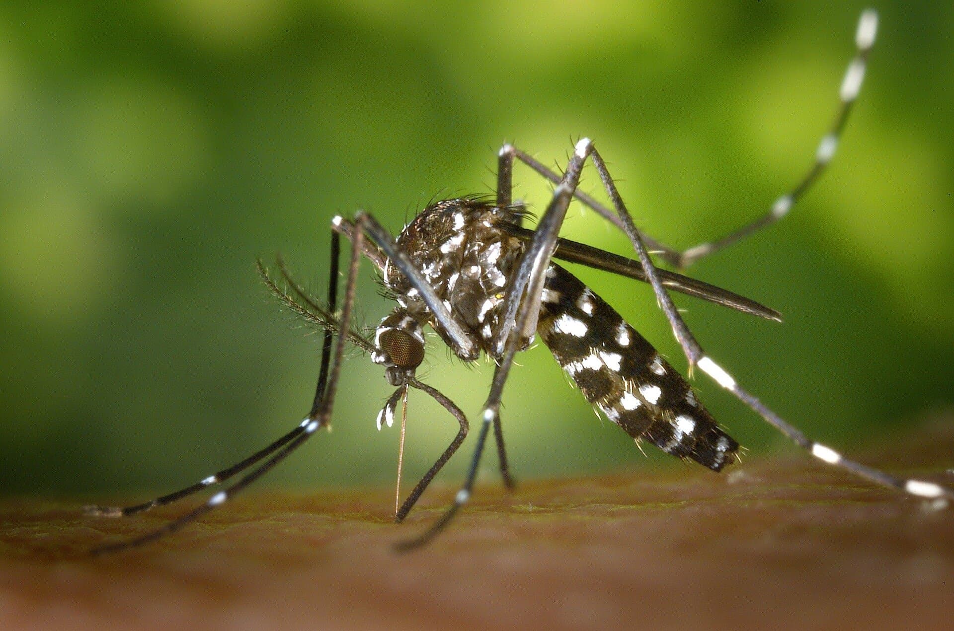 From mosquito flight range to impact of temperatures: Understanding dengue transmission in Europe
