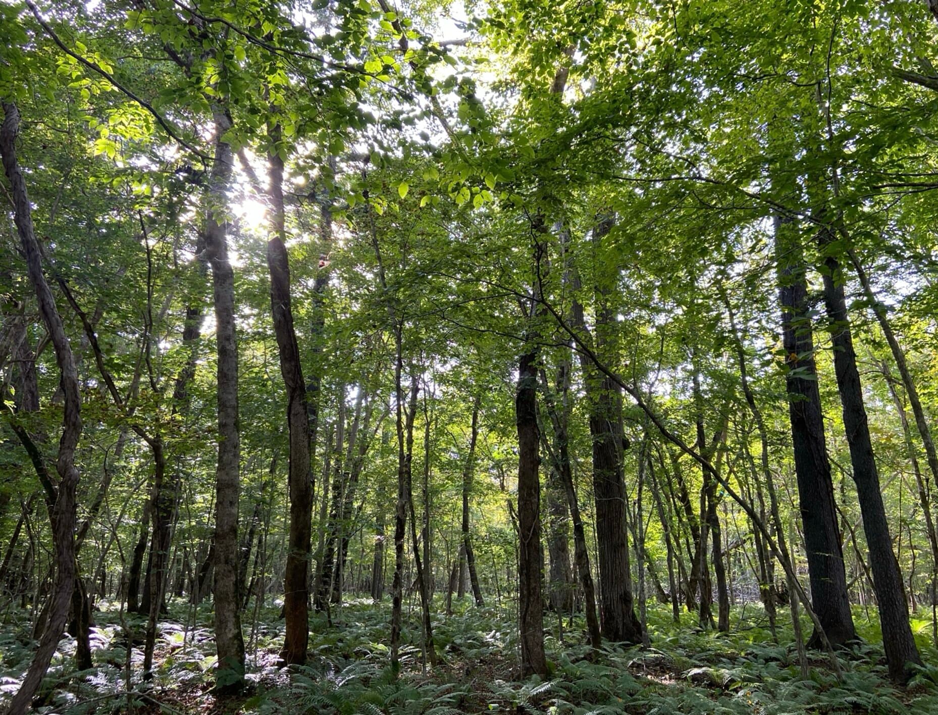 How tall and short trees can coexist in old growth forests