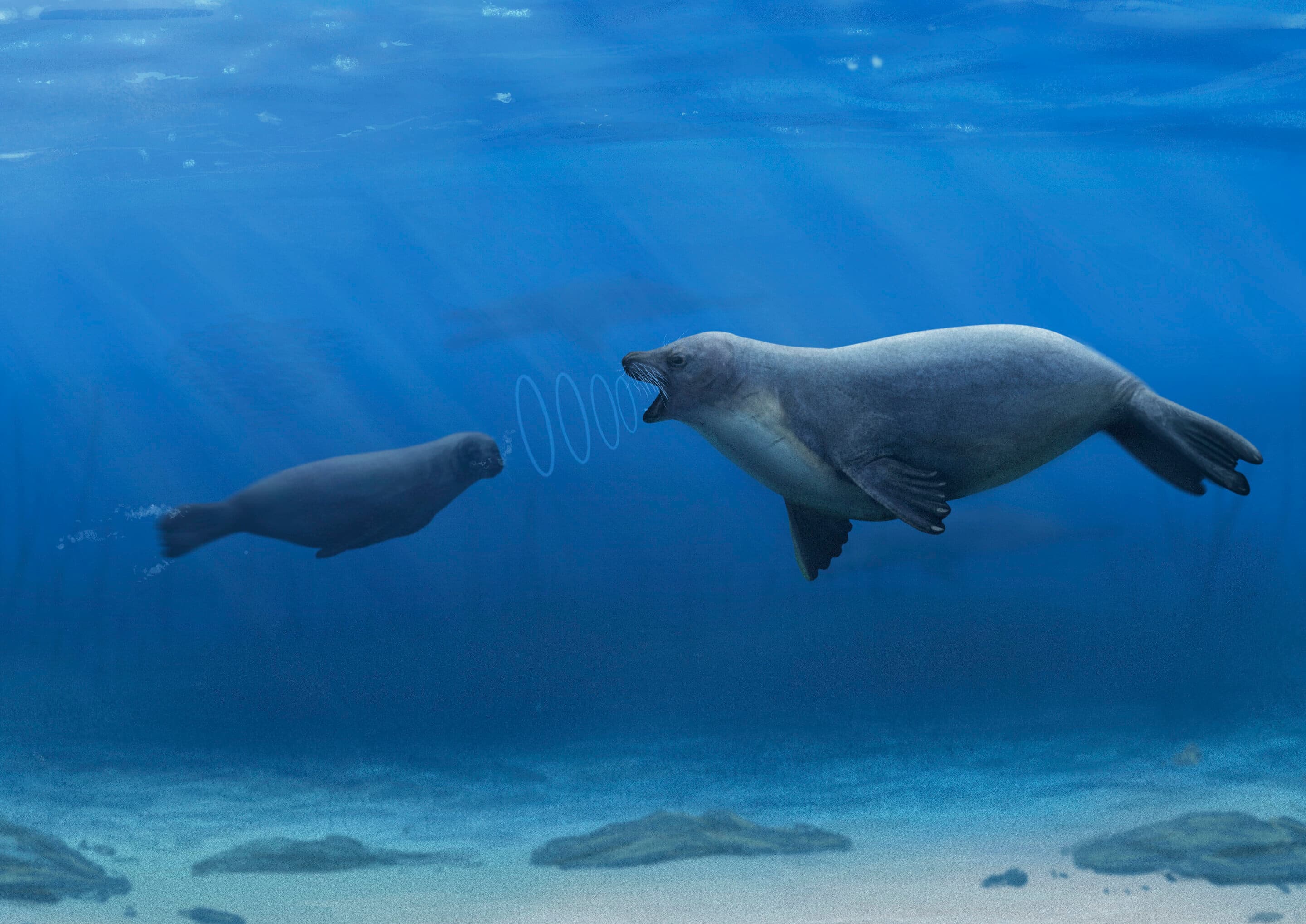 Seals filter sound through blood-filled tissue to hear underwater, study reveals