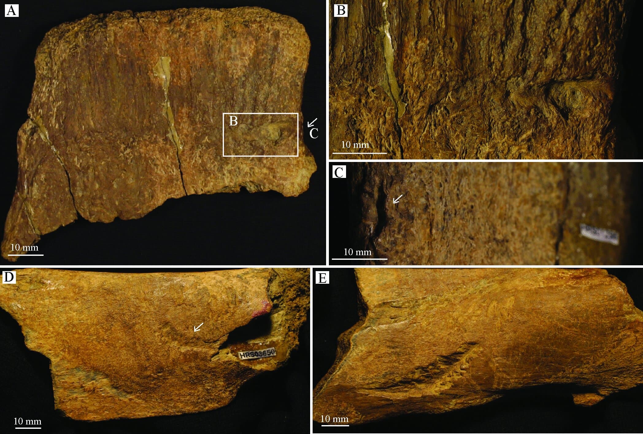 T. rex was likely responsible for some tooth marks on fossil bones from Cretaceous era