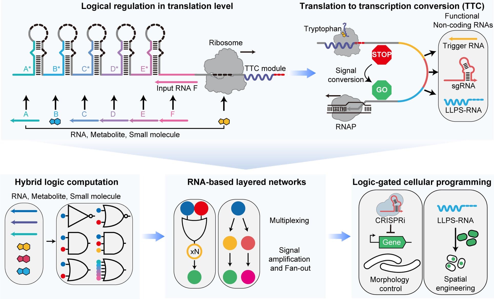 Ribosome-based gene circuit lets cells read six signals and trigger responses