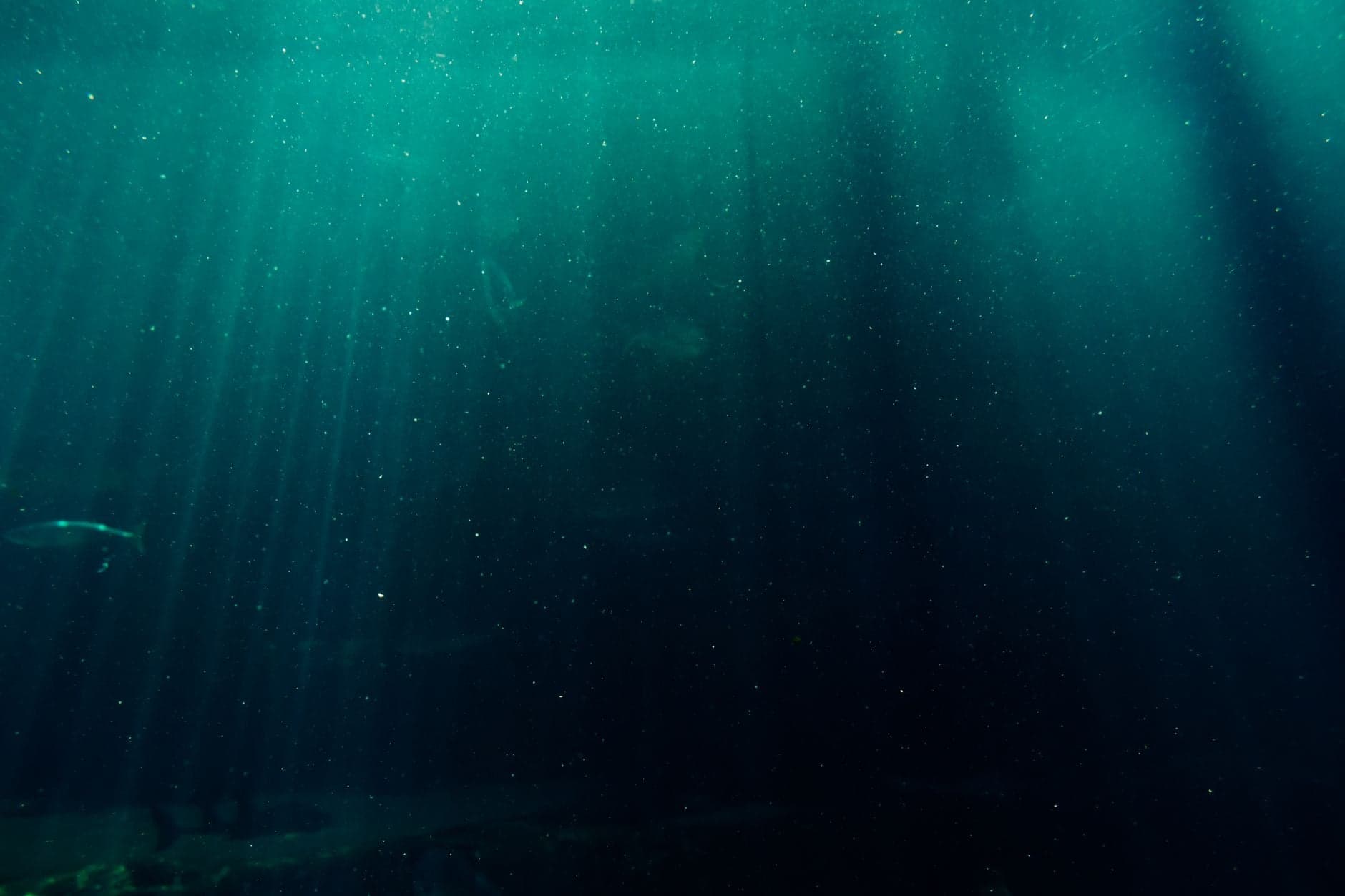 Scientists have now made the most comprehensive tally yet of deep-sea exploration — 43,681 dive records dating back to 1958 — and found that humans have directly seen less than 0.001% of the deep ocea