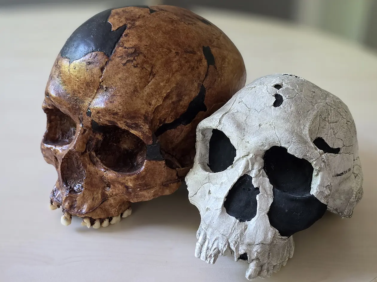 Human Evolution: Bigger Brains, Smaller Faces