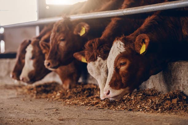 mouth disease cases climb to 665