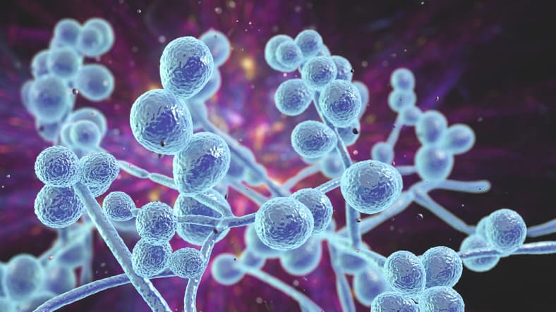 Macrophage Membrane-Derived Nanoparticles Shows Potential Against Candida Infections