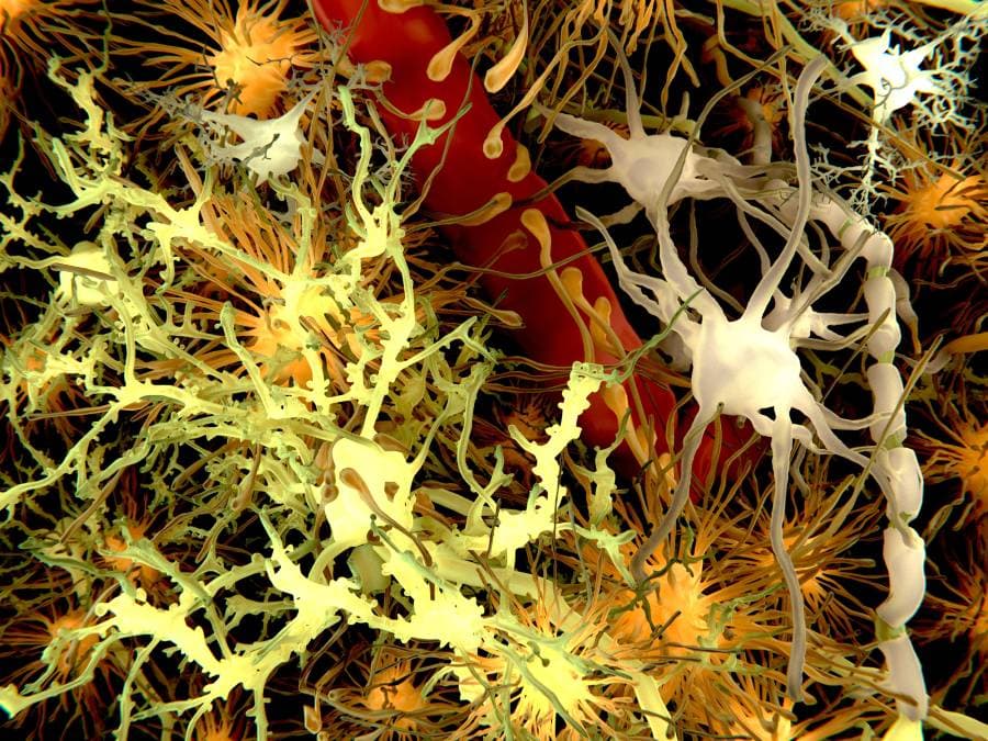 Astrocytes Preserve Memory Persistence Through Ankyrin-2 Protein in Mice