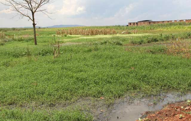 Why wetlands are not peripheral ecosystems