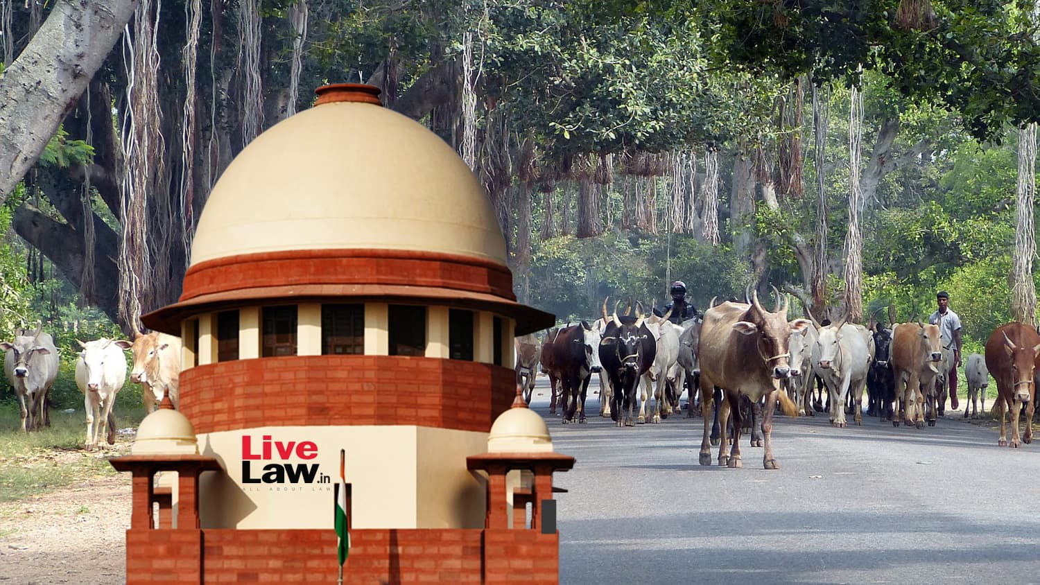 Supreme Court Stays Madras High Court's Order Banning Cow Slaughter In Tamil Nadu