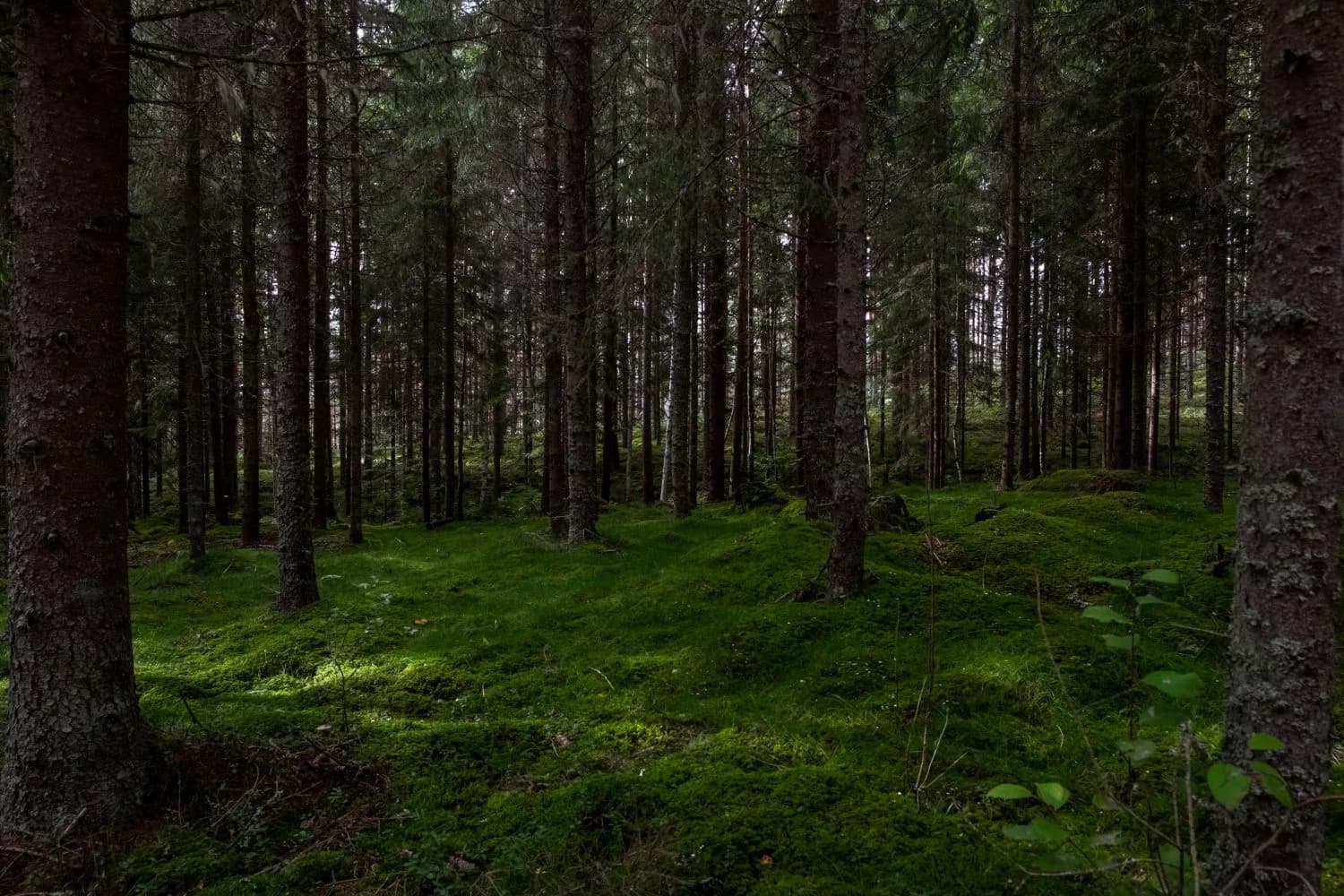 Scientists solve why tall and short trees thrive together in forests